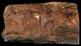 Section of Fossilized Peanut Wood - Australia #65361-2